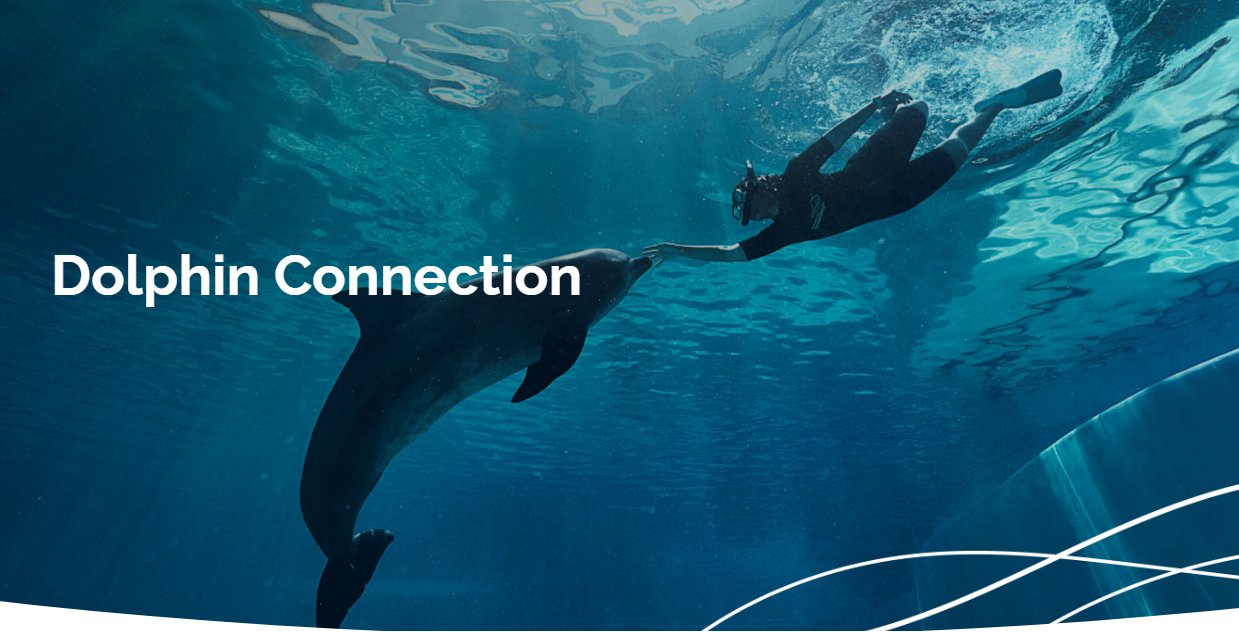 Dolphin Connection
